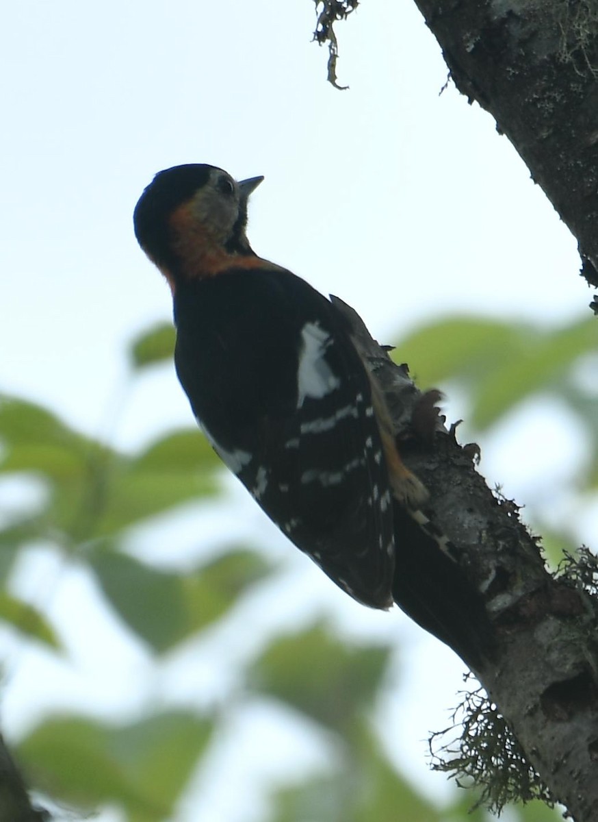 Crimson-naped Woodpecker - ML637670816