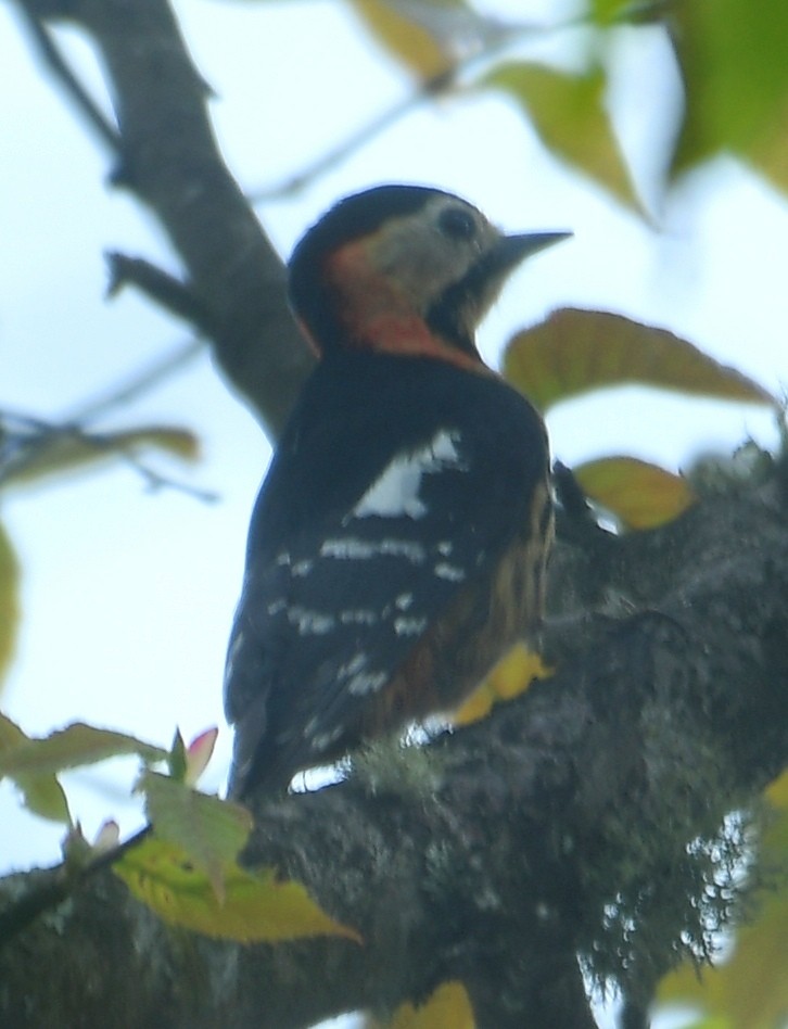 Crimson-naped Woodpecker - ML637670817