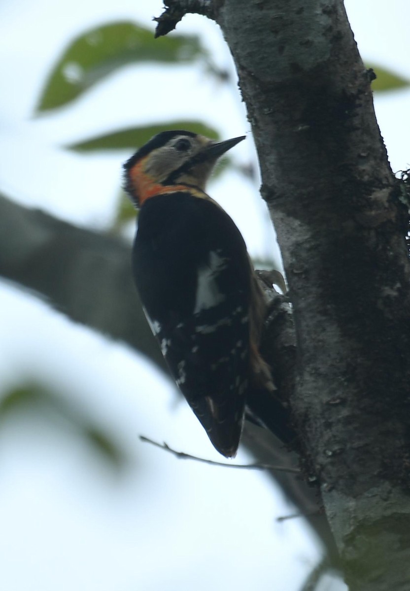 Crimson-naped Woodpecker - ML637670818