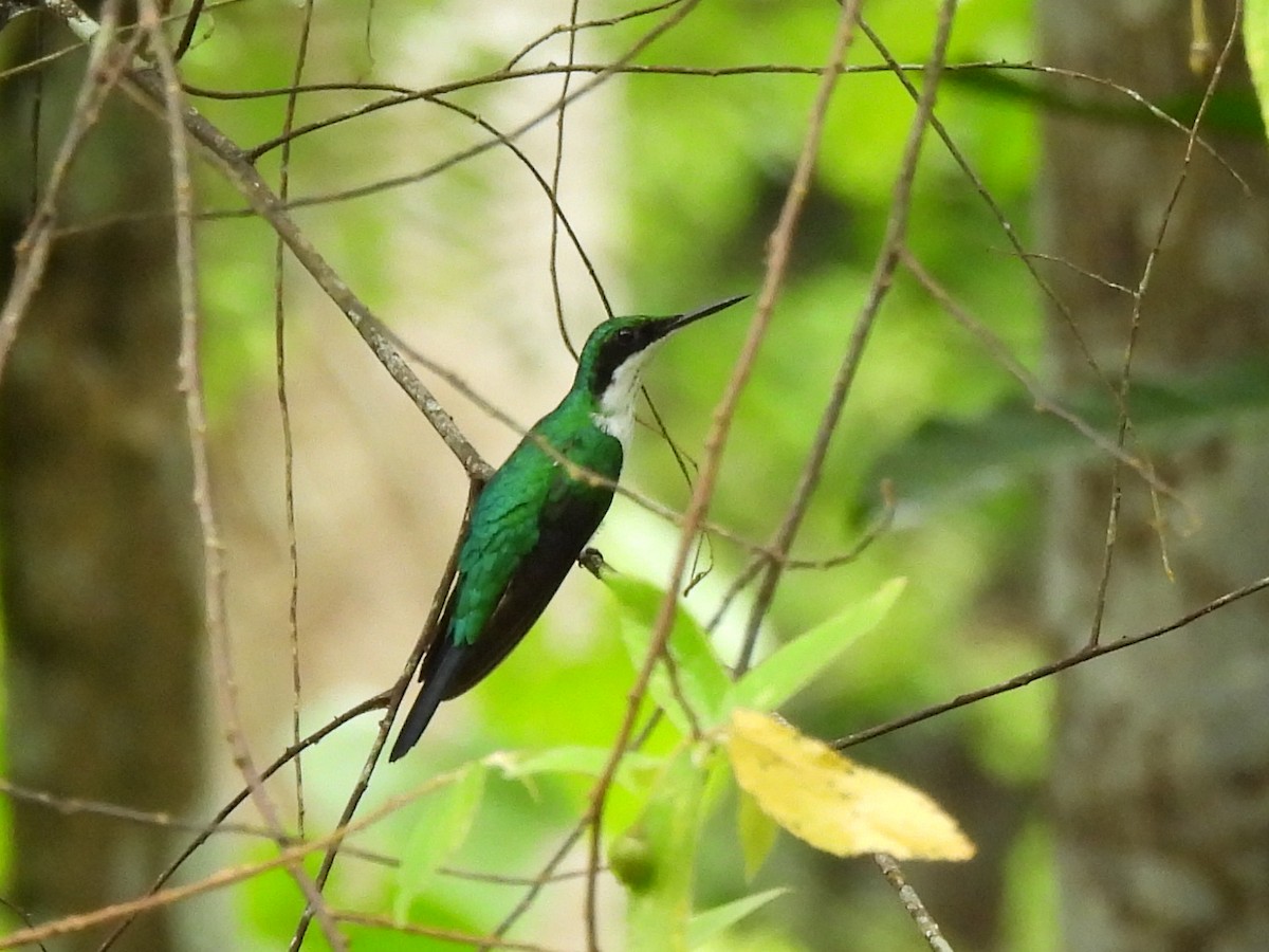 Purple-crowned Fairy - ML637670821