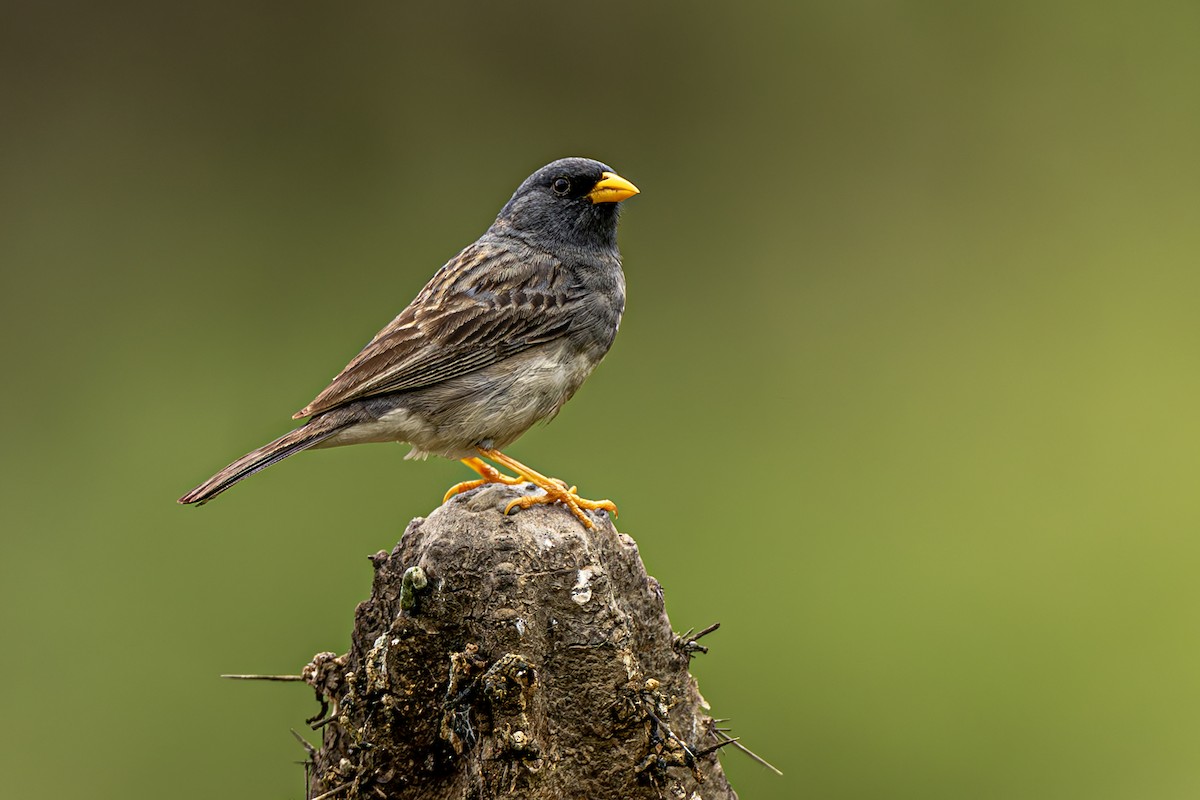 Band-tailed Sierra Finch - ML637670839