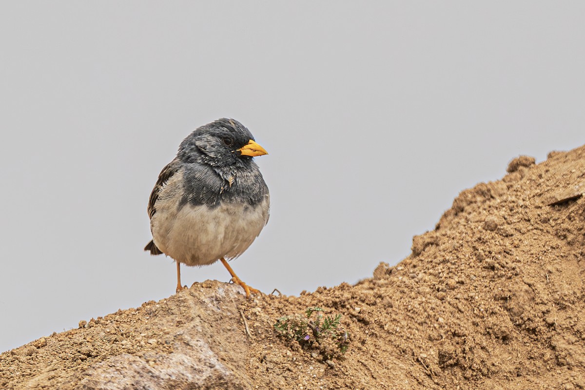 Band-tailed Sierra Finch - ML637670840