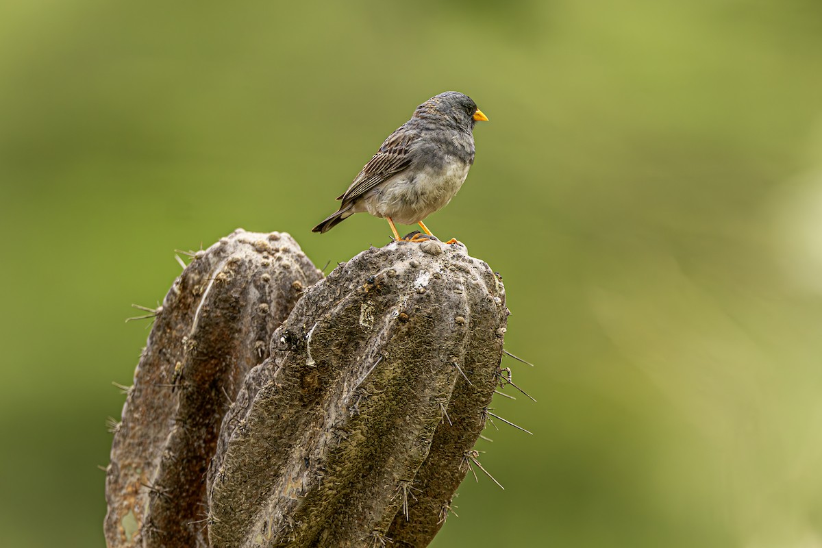 Band-tailed Sierra Finch - ML637670841