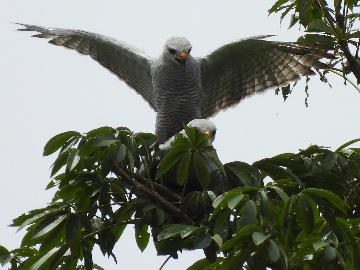 Gray-lined Hawk - ML637670865