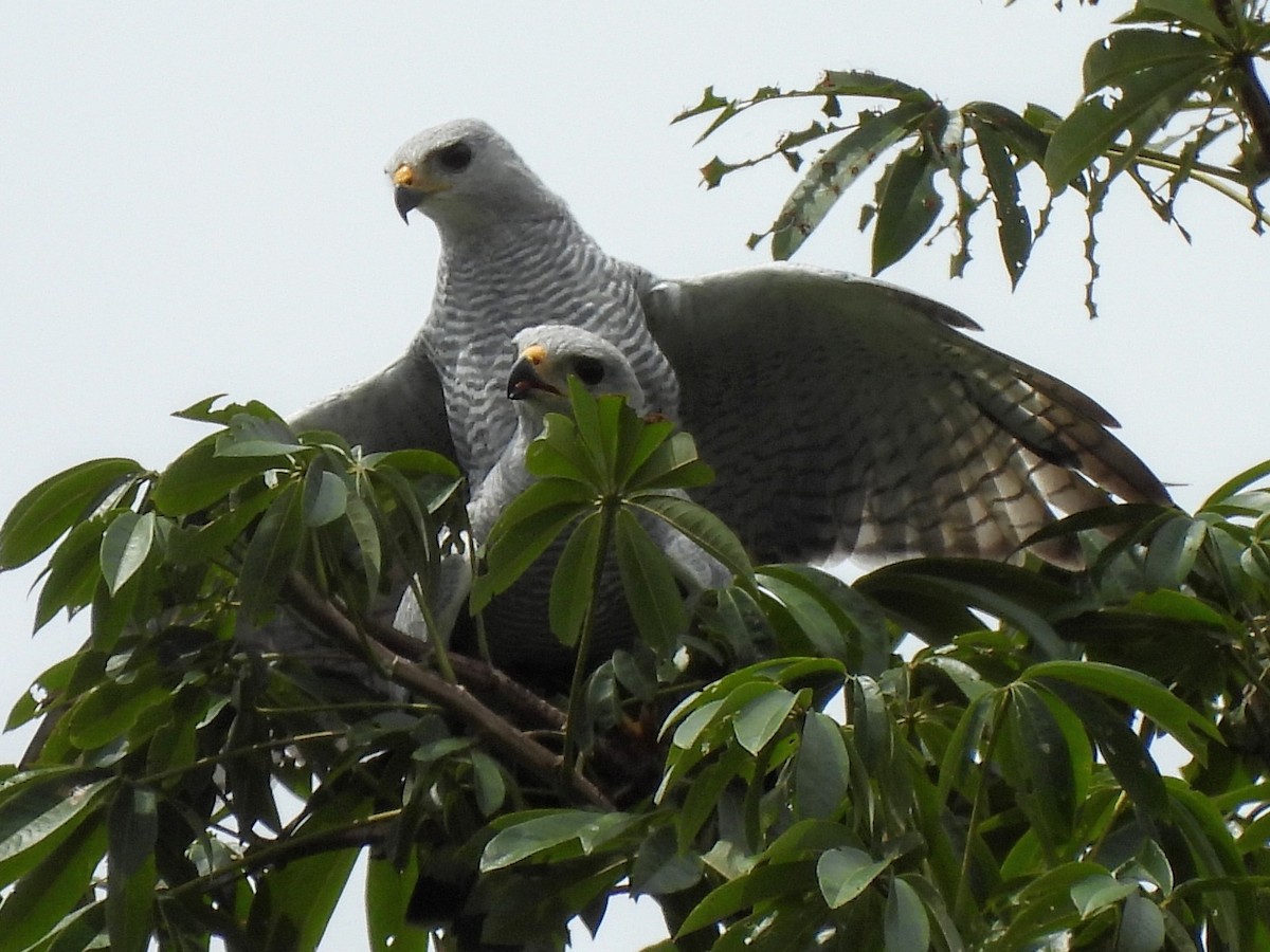 Gray-lined Hawk - ML637670866