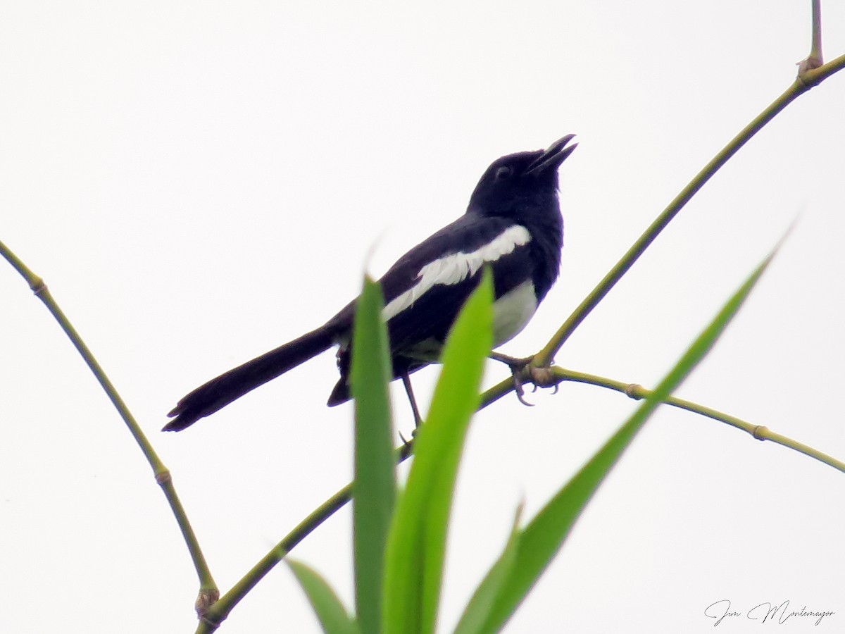Philippine Magpie-Robin - ML637670868