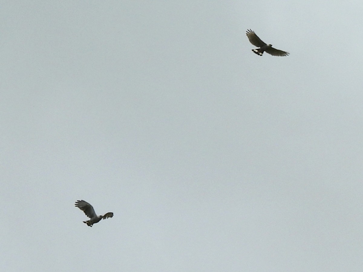 Gray-lined Hawk - ML637670876