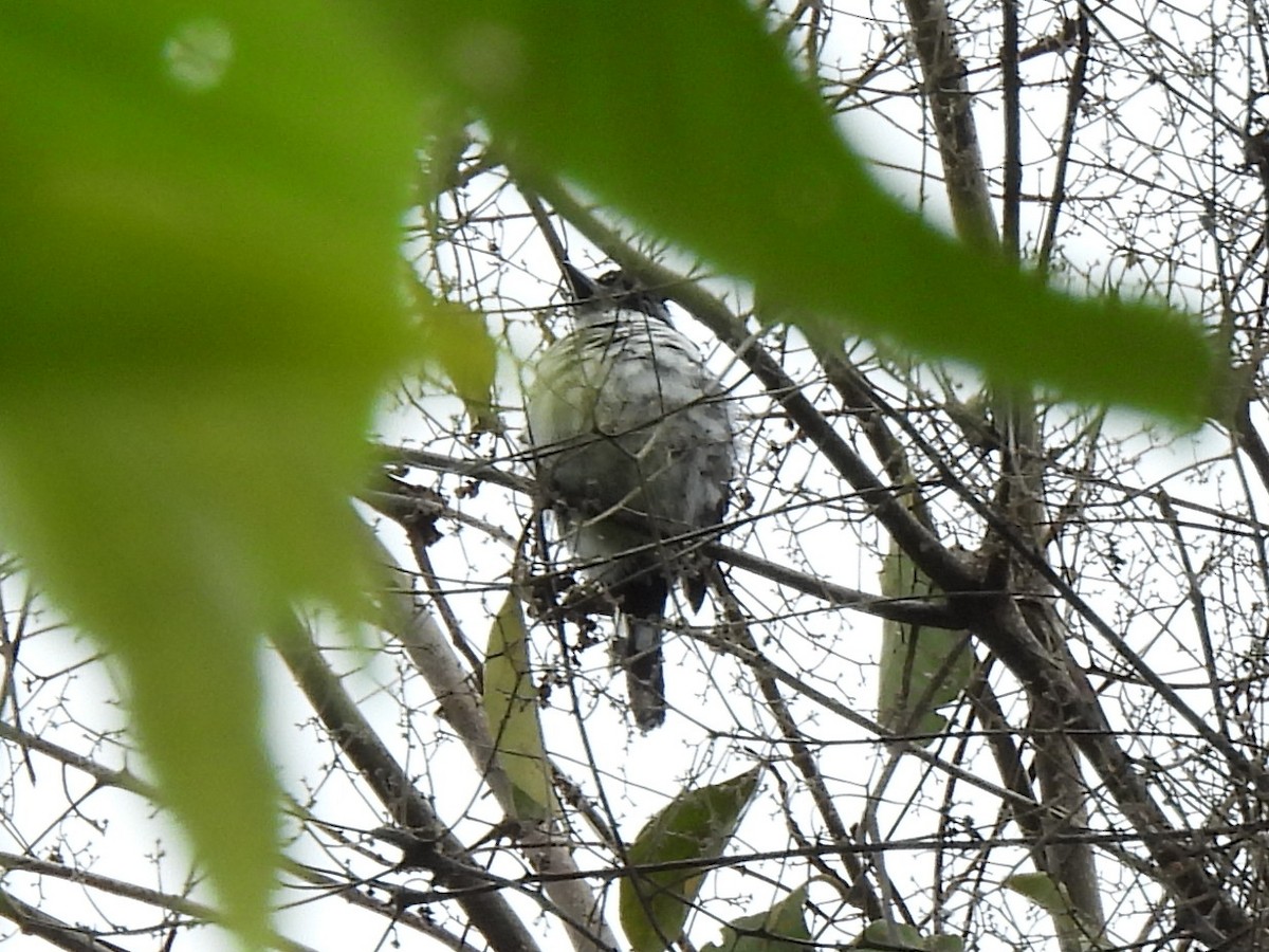 Pied Puffbird - ML637670887