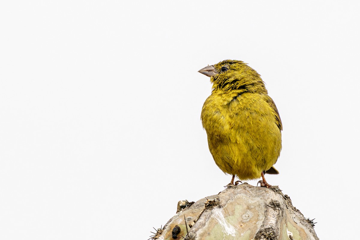 Greenish Yellow-Finch - ML637670888