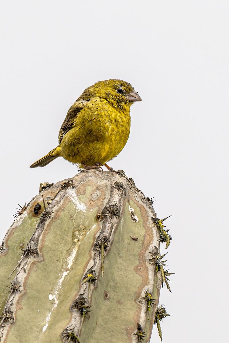 Greenish Yellow-Finch - ML637670889