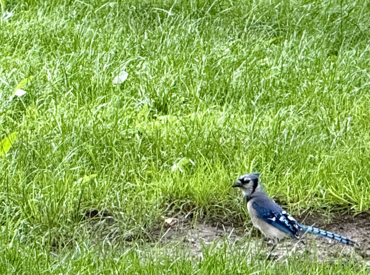 Blue Jay - ML637670900