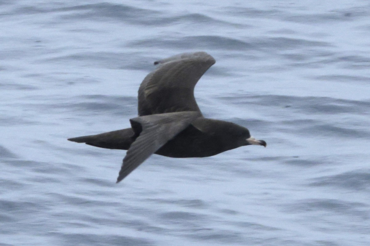 Flesh-footed Shearwater - ML637670903