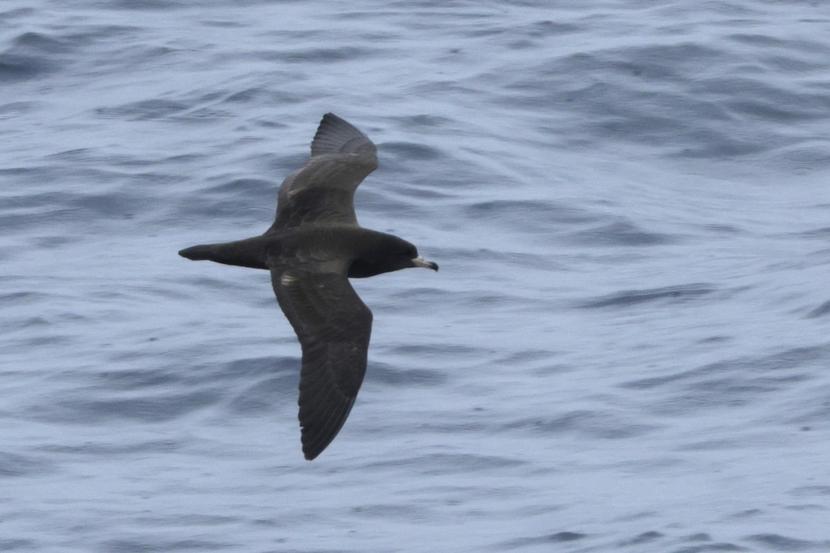 Flesh-footed Shearwater - ML637670904