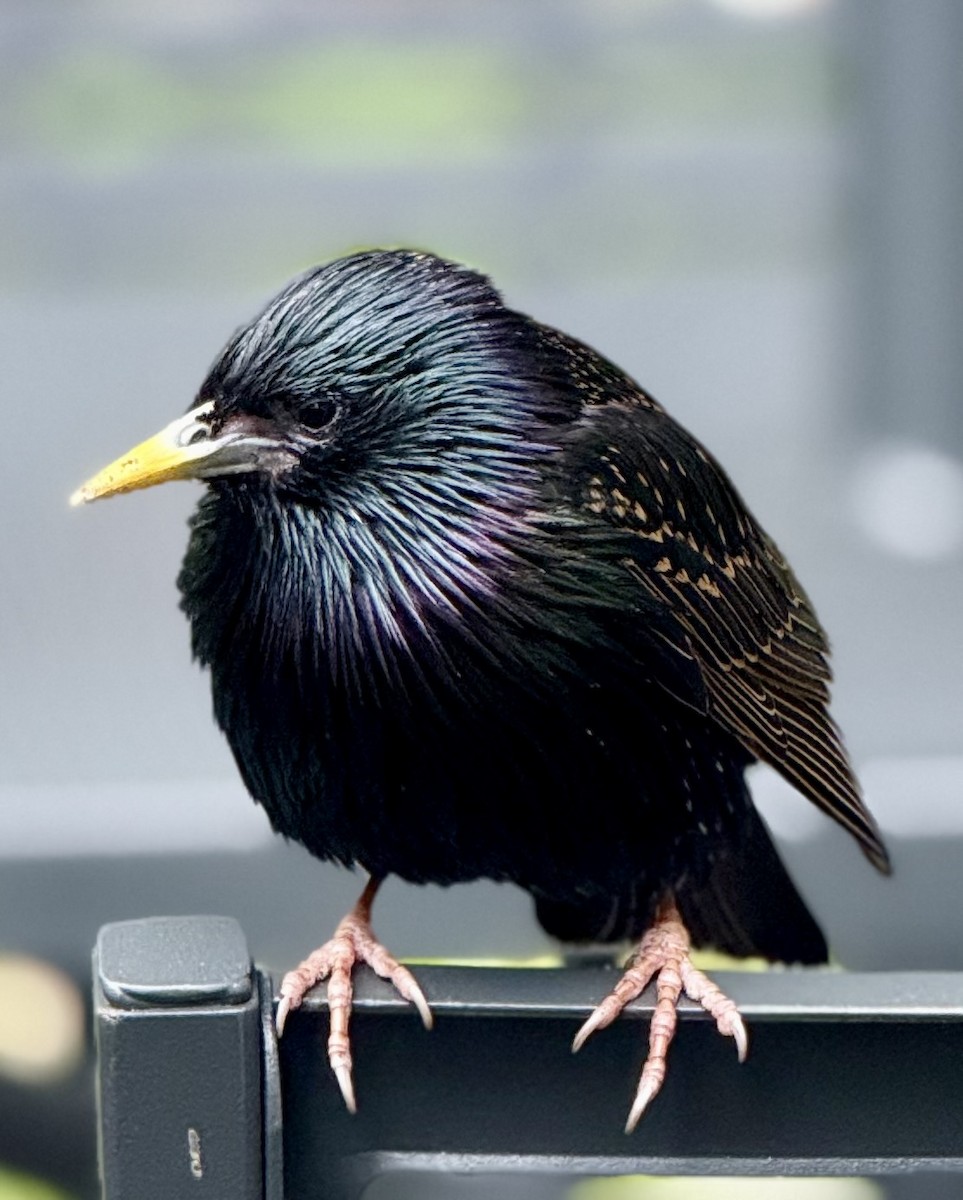 European Starling - ML637670908