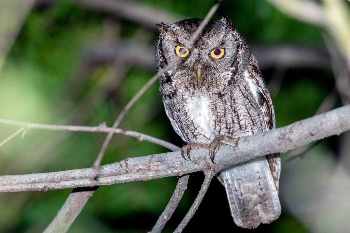 Eastern Screech-Owl (McCall's) - ML637670909