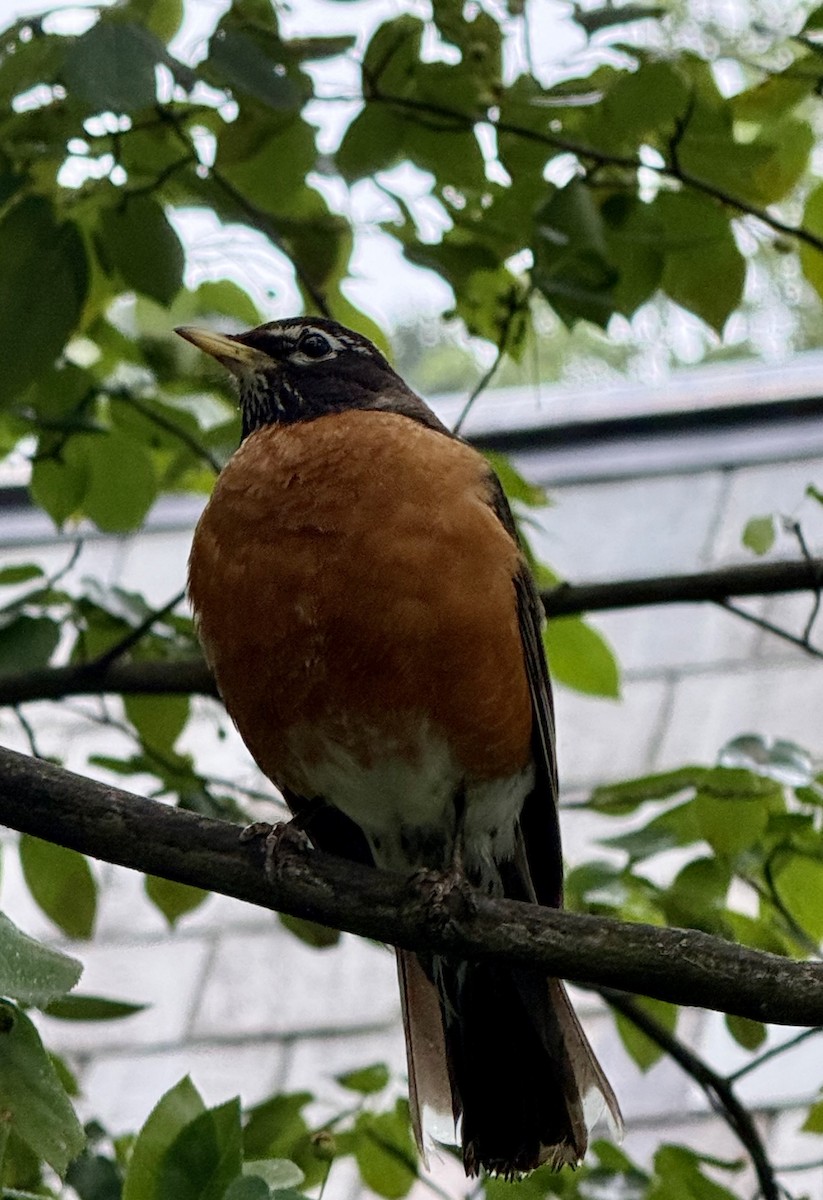 American Robin - ML637670915
