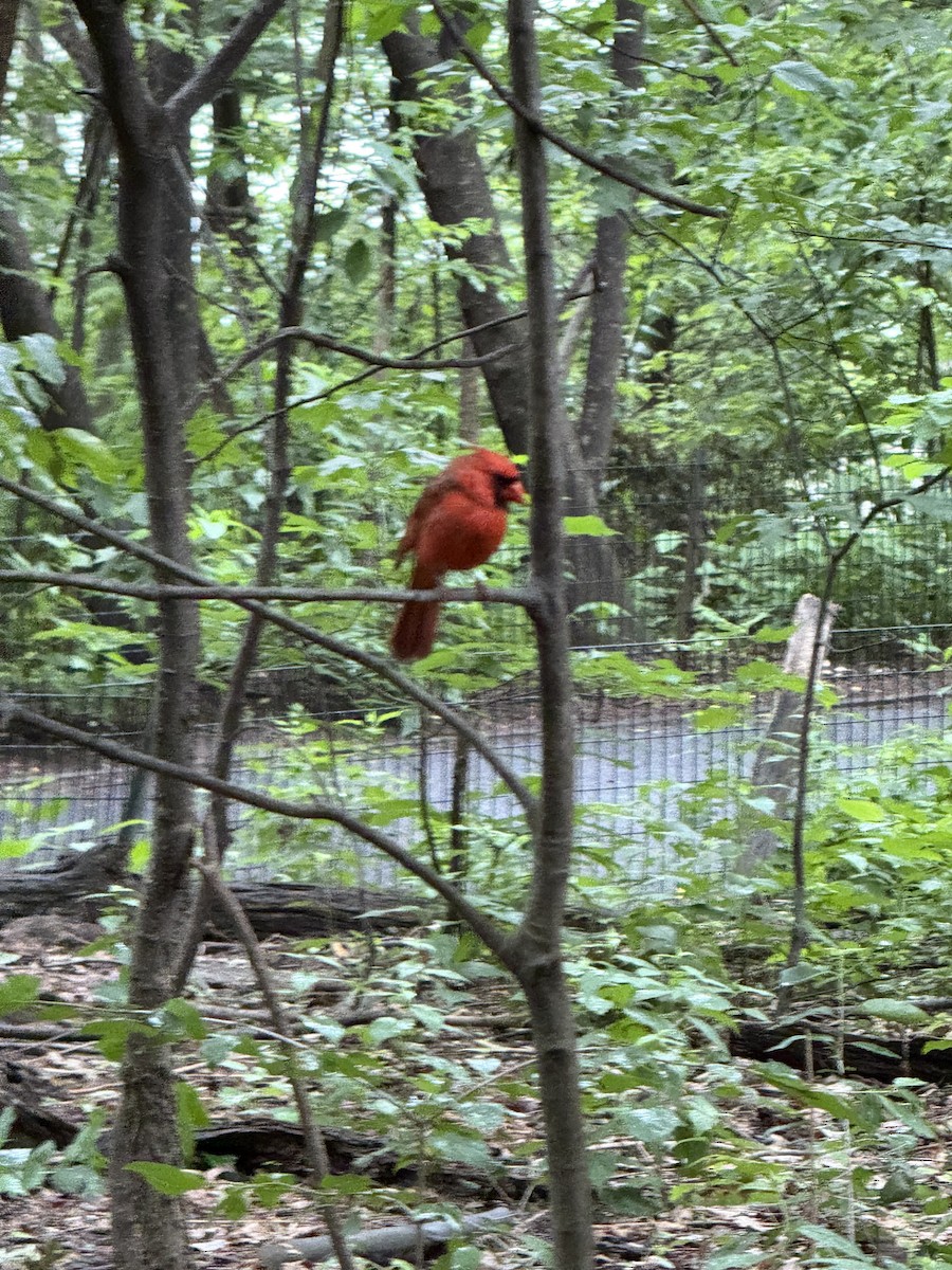 Northern Cardinal - ML637670941