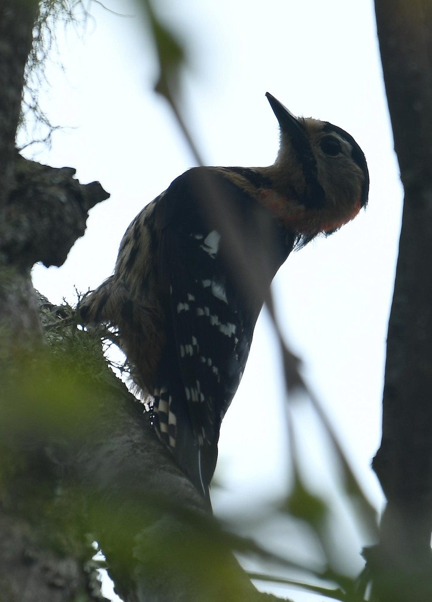 Crimson-naped Woodpecker - ML637670958