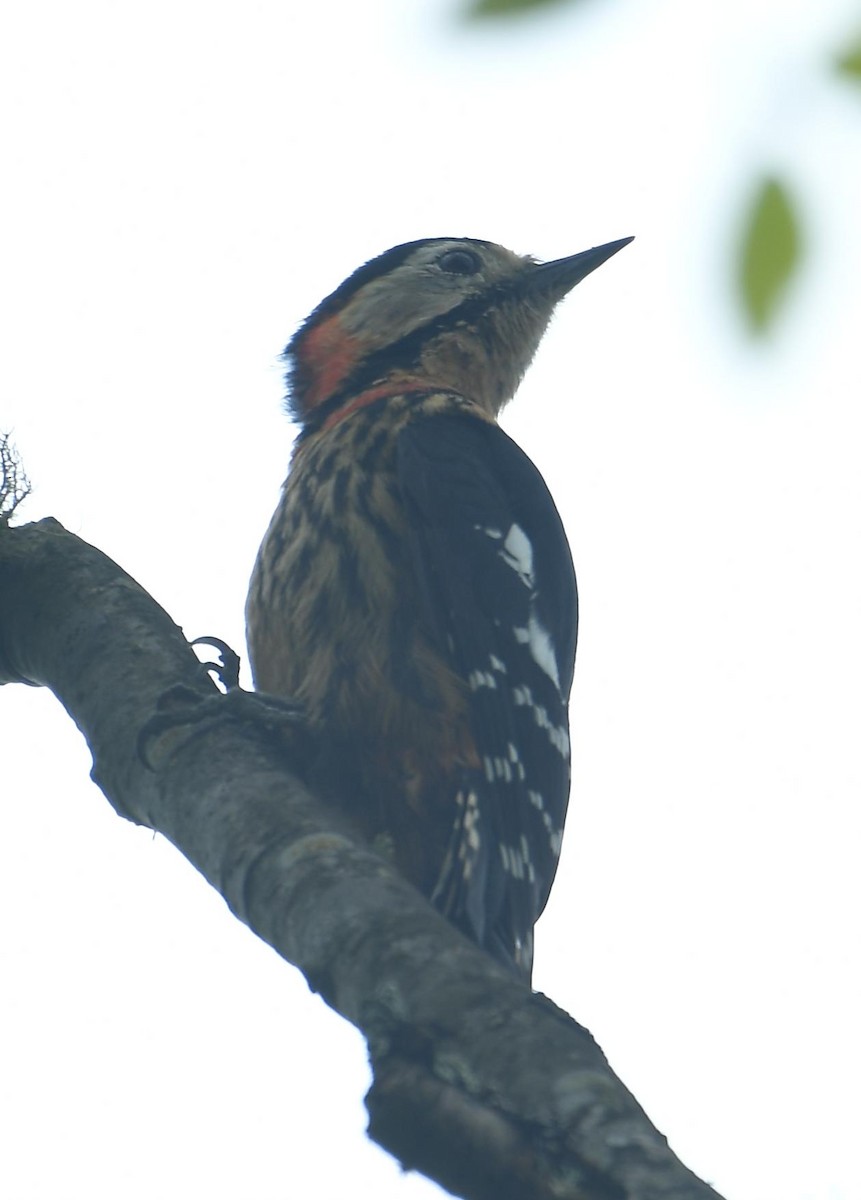 Crimson-naped Woodpecker - ML637670959