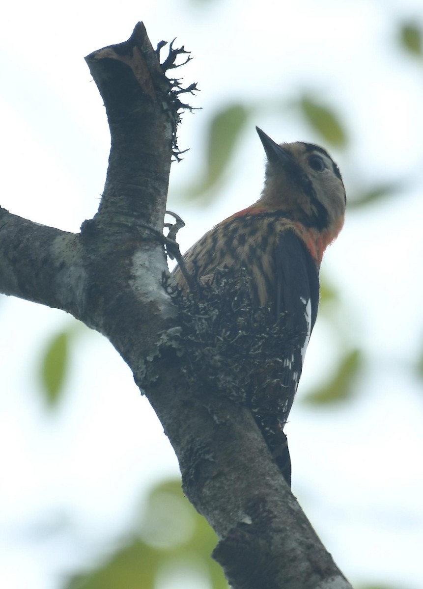 Crimson-naped Woodpecker - ML637670960
