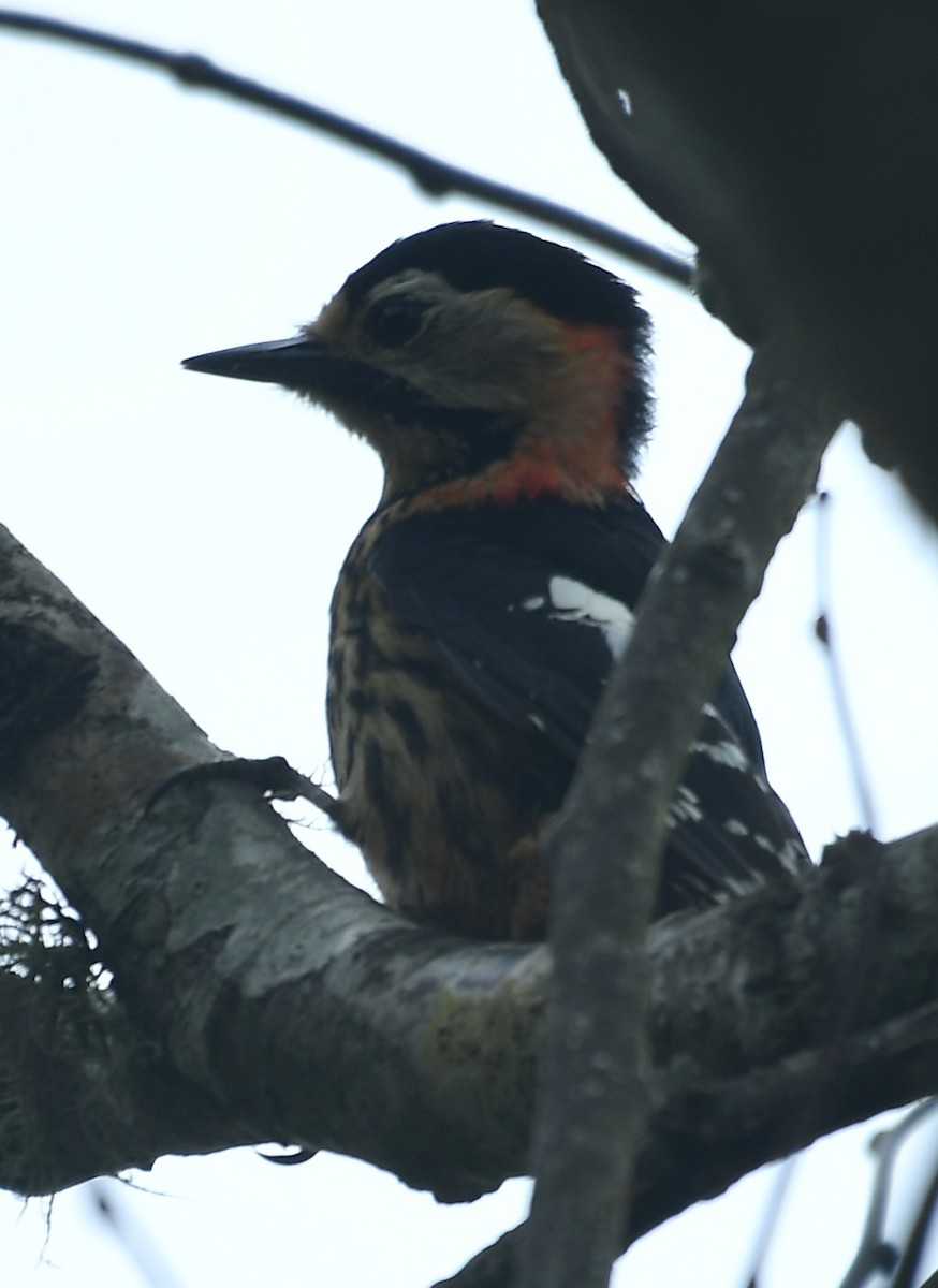 Crimson-naped Woodpecker - ML637670961