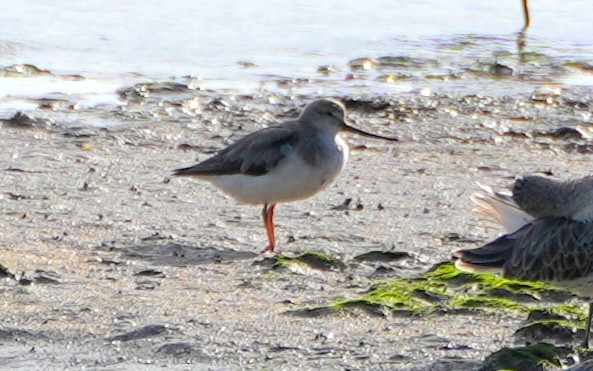 Terek Sandpiper - ML637671175