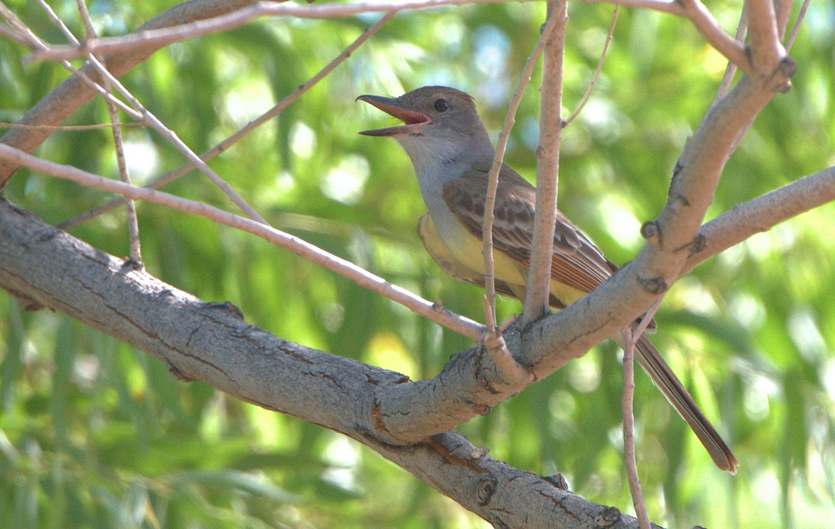 Brown-crested Flycatcher - ML637671184