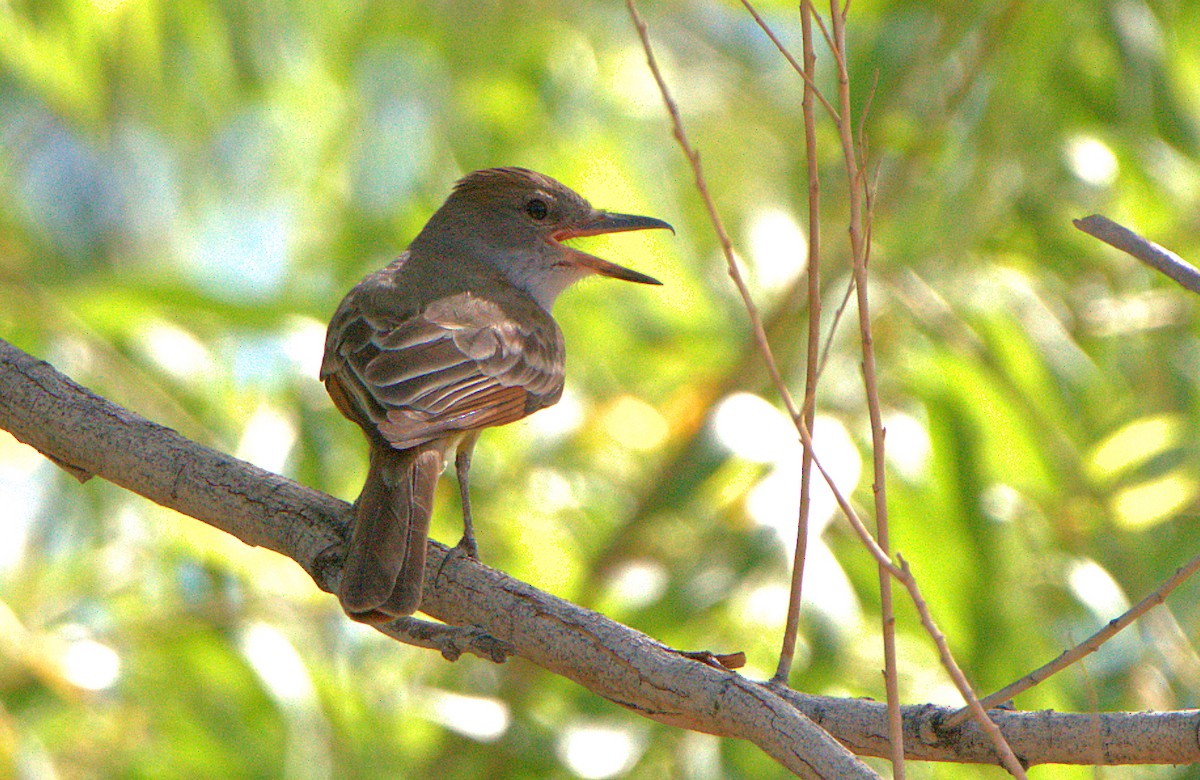 Brown-crested Flycatcher - ML637671188