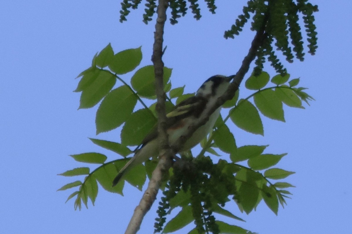 brunsideparula - ML637671248