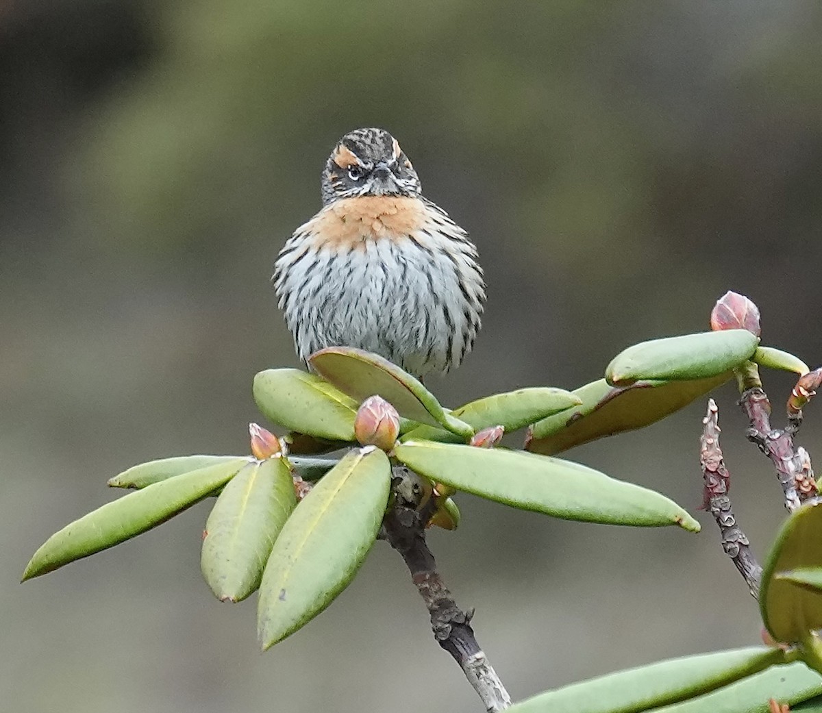 Rufous-breasted Accentor - ML637671279