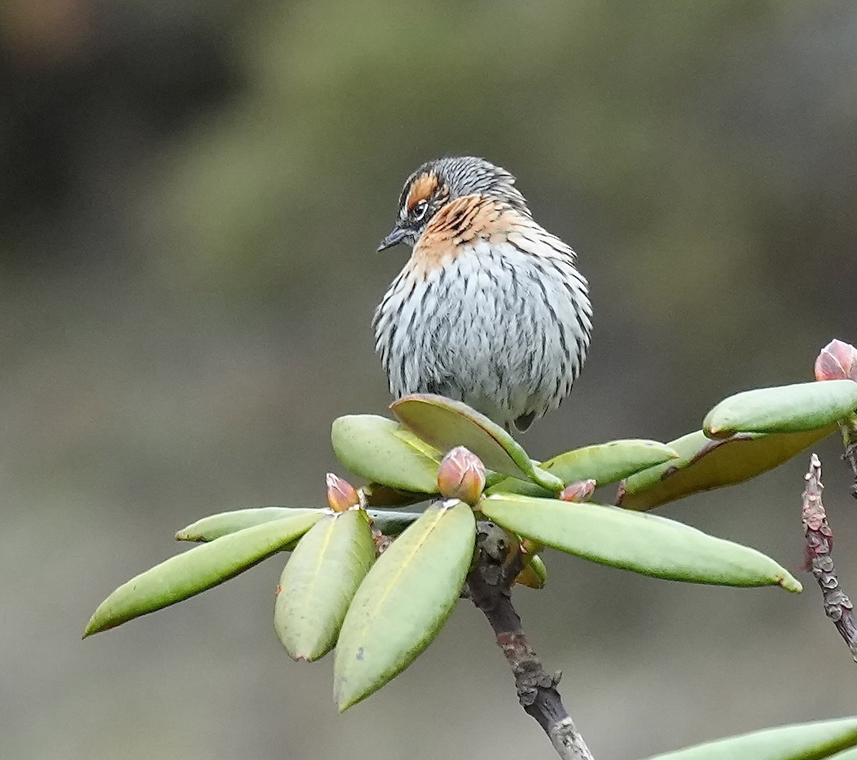 Rufous-breasted Accentor - ML637671280