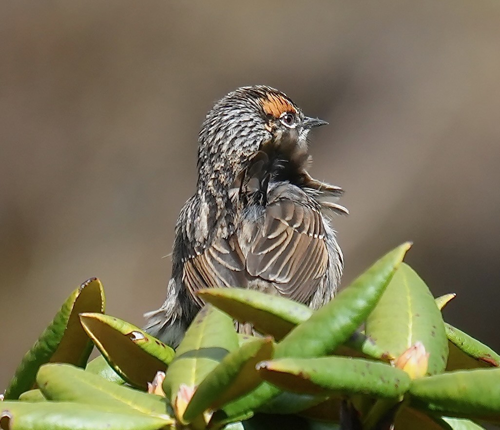 Rufous-breasted Accentor - ML637671281