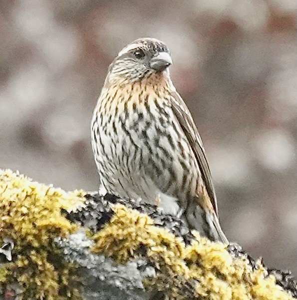 Himalayan White-browed Rosefinch - ML637671284