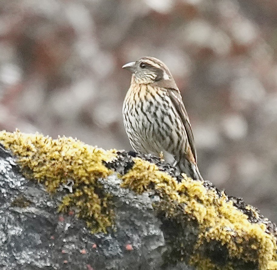 Himalayan White-browed Rosefinch - ML637671285