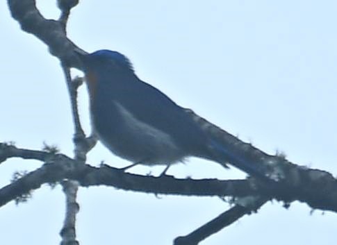 Sapphire Flycatcher - ML637671311