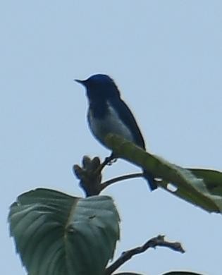 Sapphire Flycatcher - ML637671312