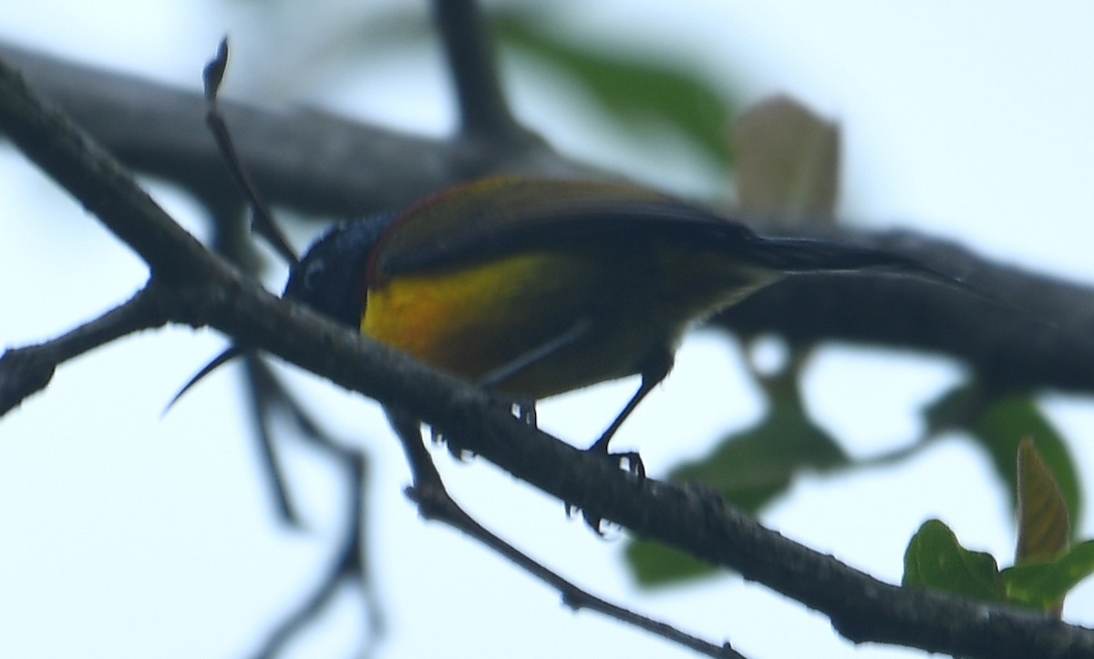 Green-tailed Sunbird - ML637671337