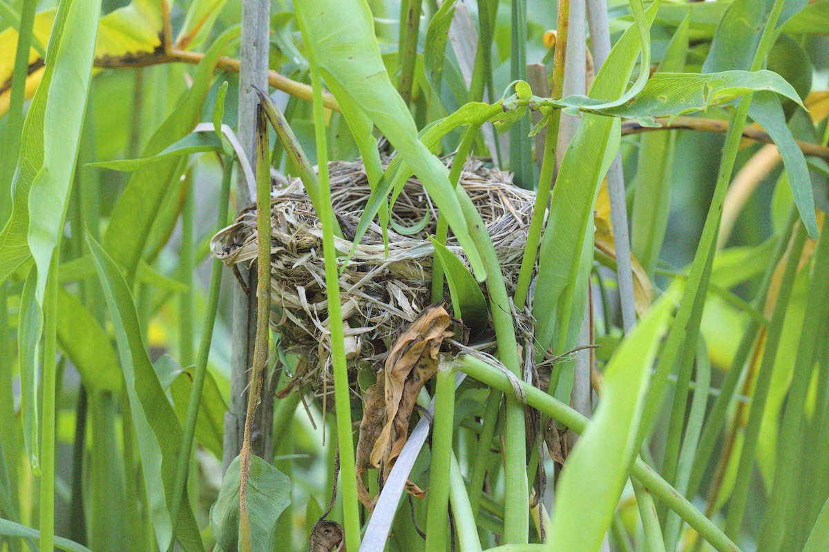 Red-winged Blackbird - ML637671363