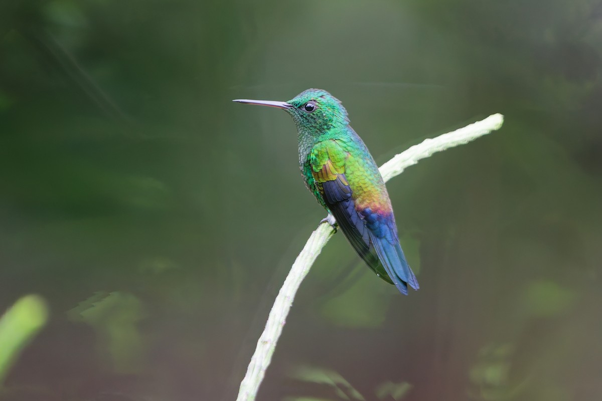 Blue-vented Hummingbird - ML637671454