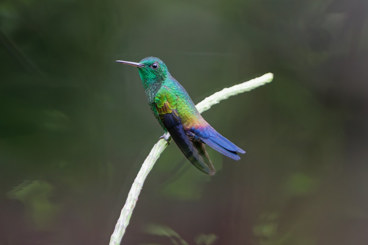 Blue-vented Hummingbird - ML637671455
