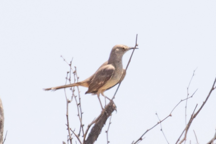 Bendire's Thrasher - ML637671593