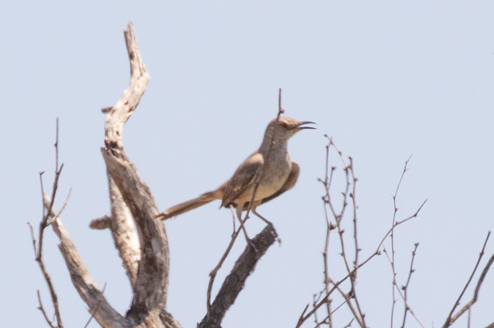 Bendire's Thrasher - ML637671594