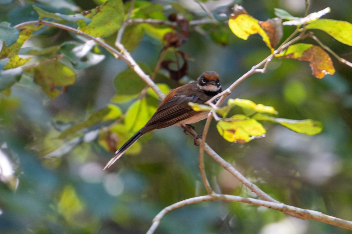 Arafura Fantail - ML637671619