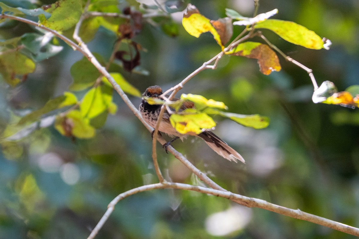 Arafura Fantail - ML637671620