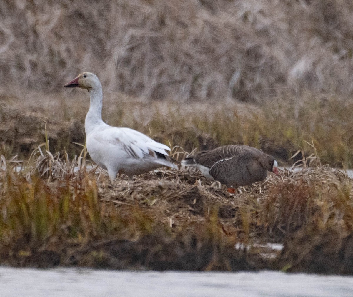 Lesser White-fronted Goose - ML637671640