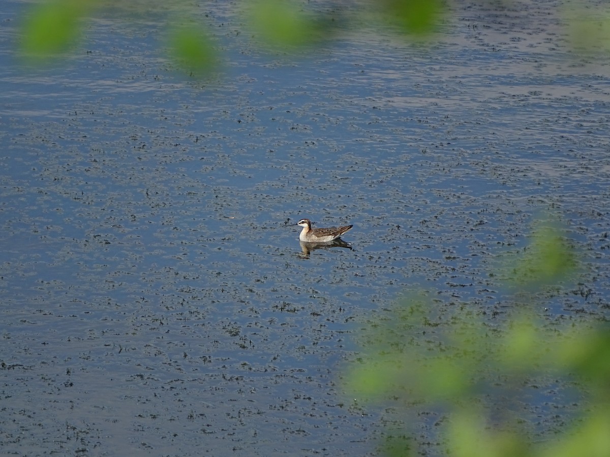 Wilson's Phalarope - ML637671662