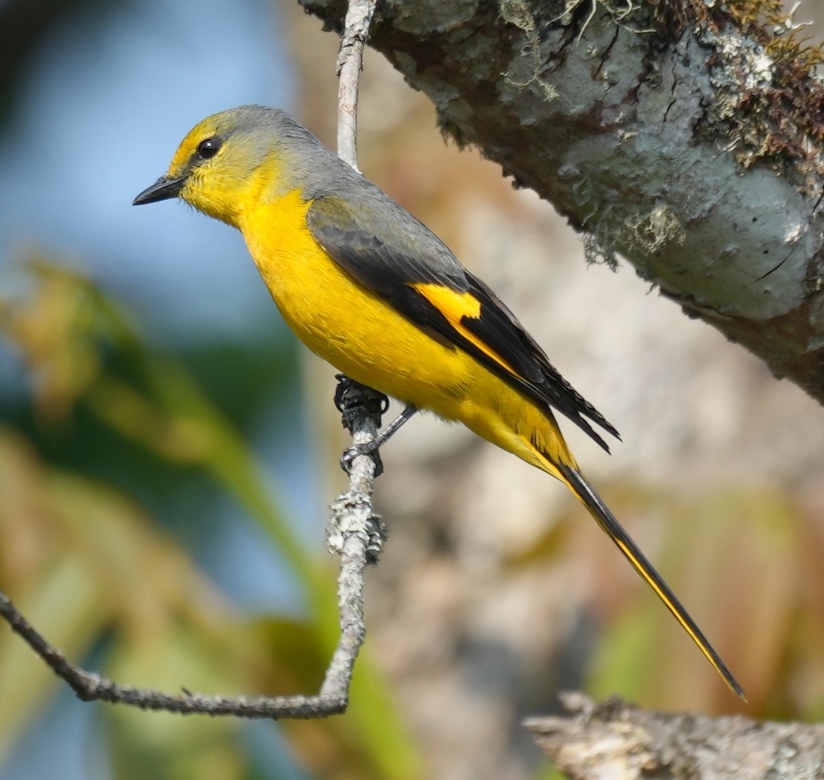 Long-tailed Minivet - ML637671696