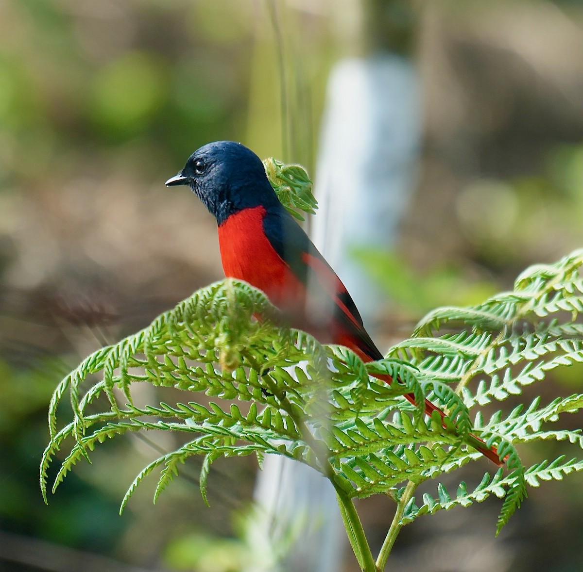 Long-tailed Minivet - ML637671697