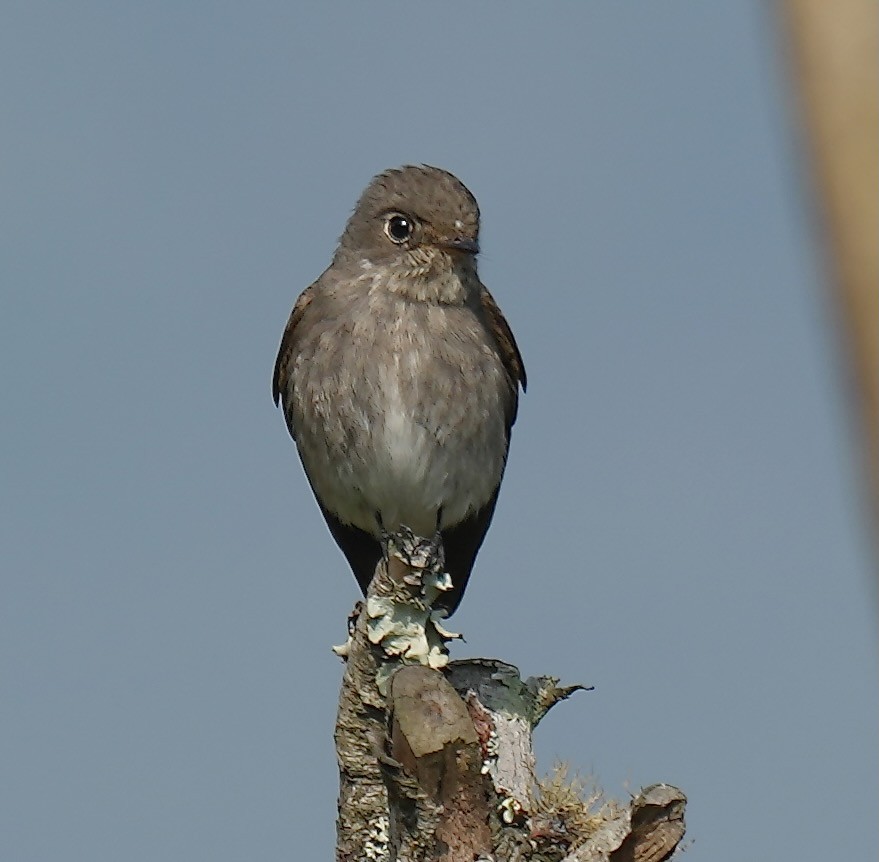 Dark-sided Flycatcher - ML637671698