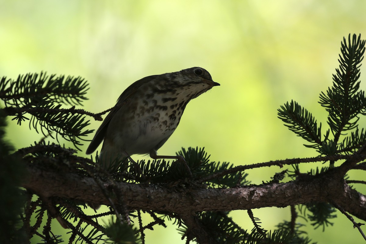 Hermit Thrush - ML637671725